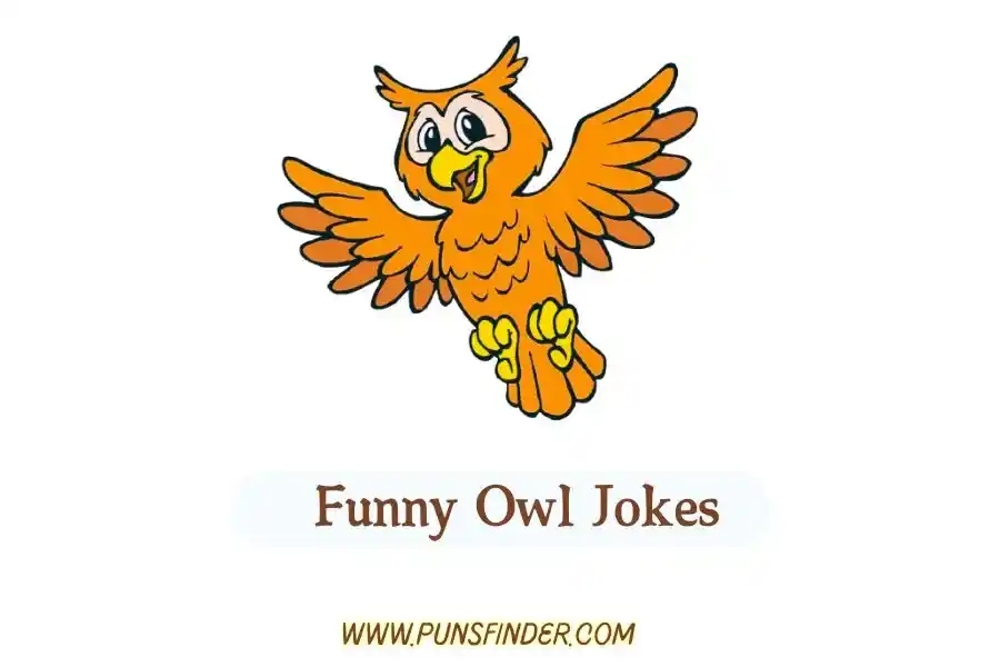 Funny Owl Jokes