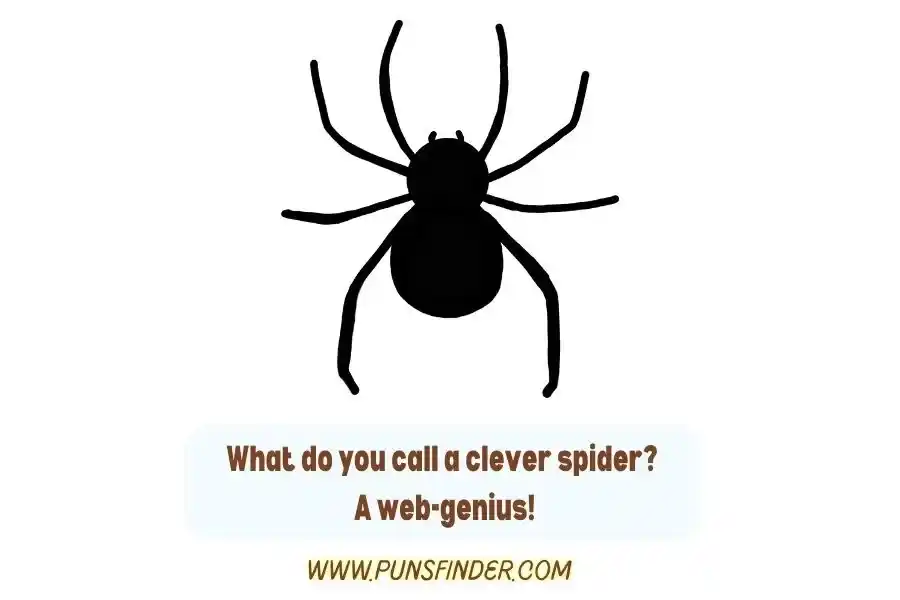 Spider Puns and Jokes